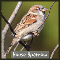 House Sparrow